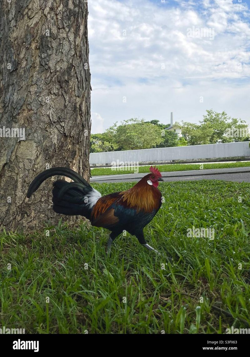 Chicken road online - Descubre la Aventura de Chicken Road en el Mejor Casino de España