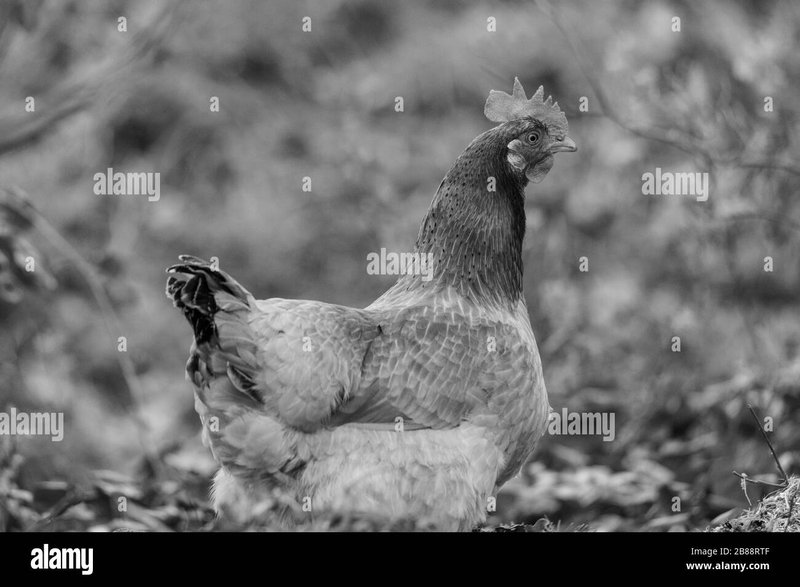 Chicken road spielen, chicken road spiel casino